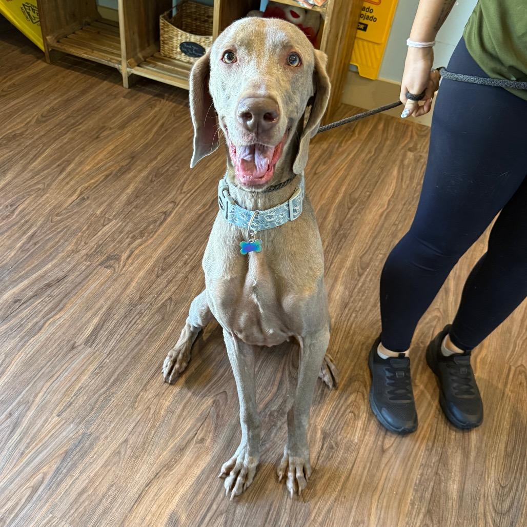 Willow 4117 photo