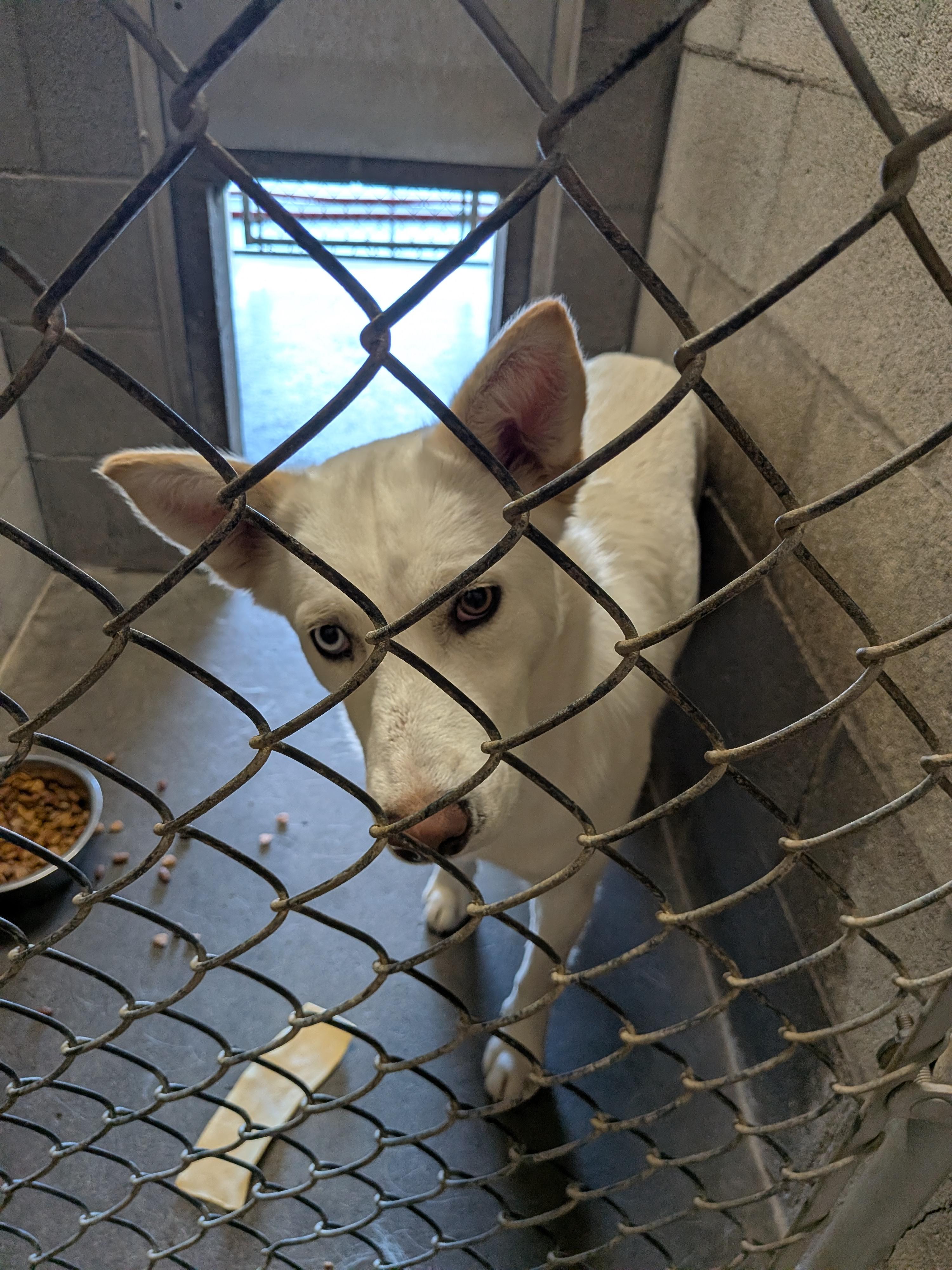 Cash, a ADOPTABLE mixed breed in Hermiston, OR image 4/4