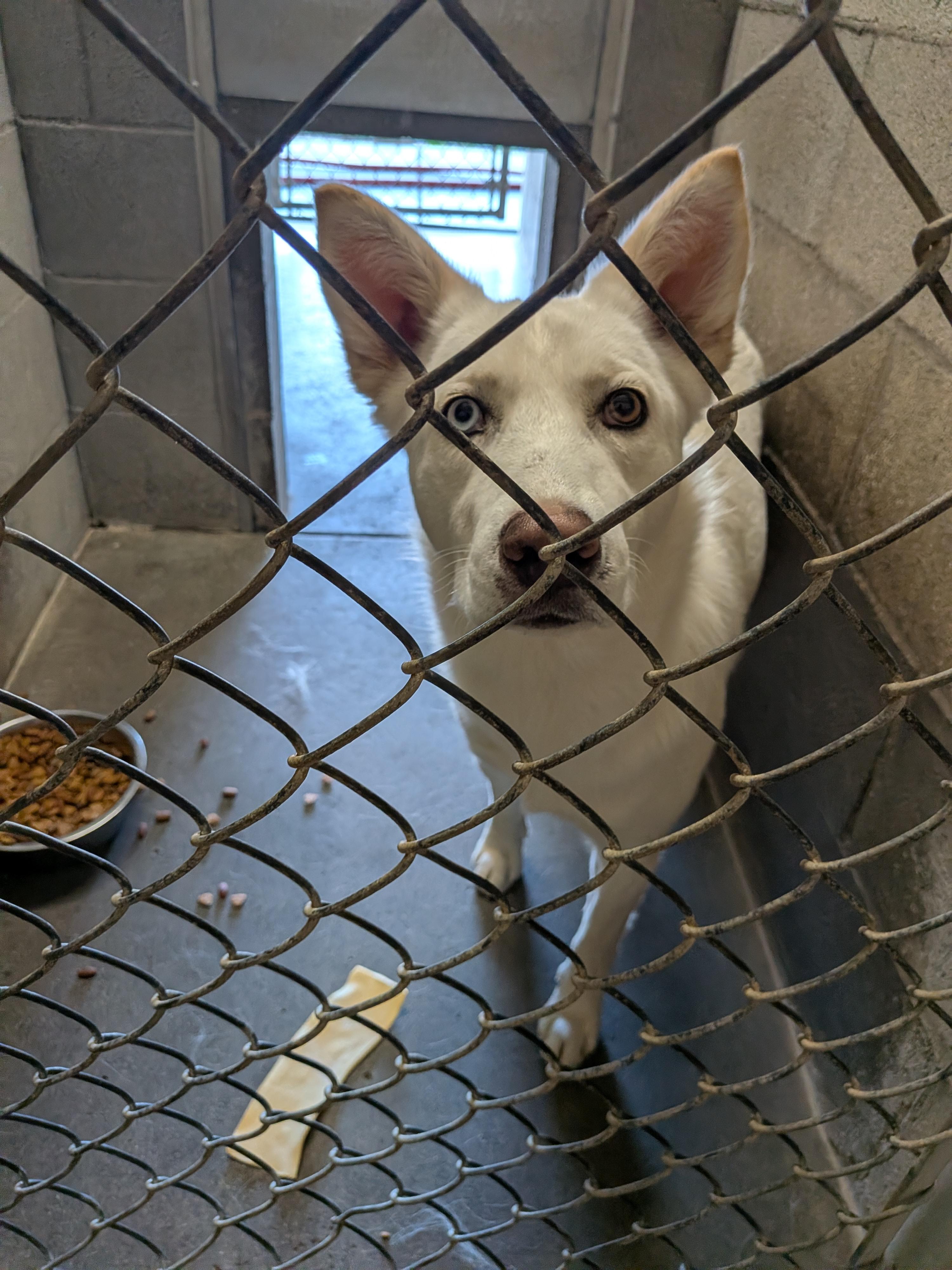 Cash, a ADOPTABLE mixed breed in Hermiston, OR image 3/4