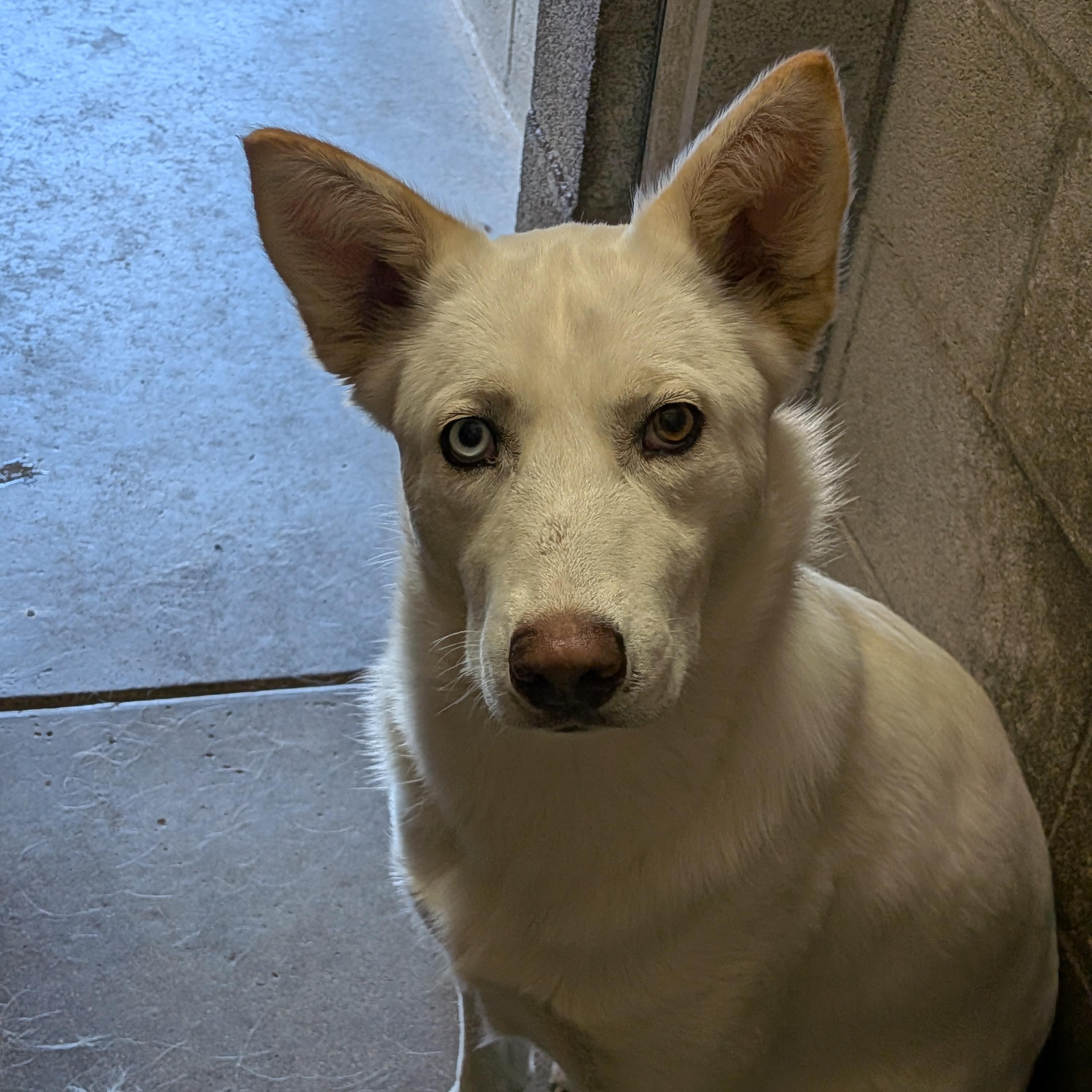 Cash, ADOPTABLE, Young Male Siberian Husky & Husky.