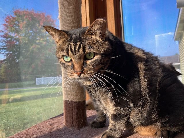 Emmie, a Adoptable Domestic Short Hair in Midland, MI image 1/4