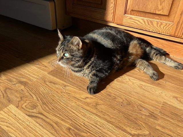 Emmie, a Adoptable Domestic Short Hair in Midland, MI image 2/4