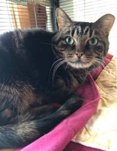 Emmie, a Adoptable Domestic Short Hair in Midland, MI image 3/4