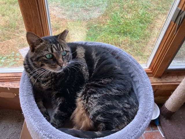 Emmie, a Adoptable Domestic Short Hair in Midland, MI image 4/4