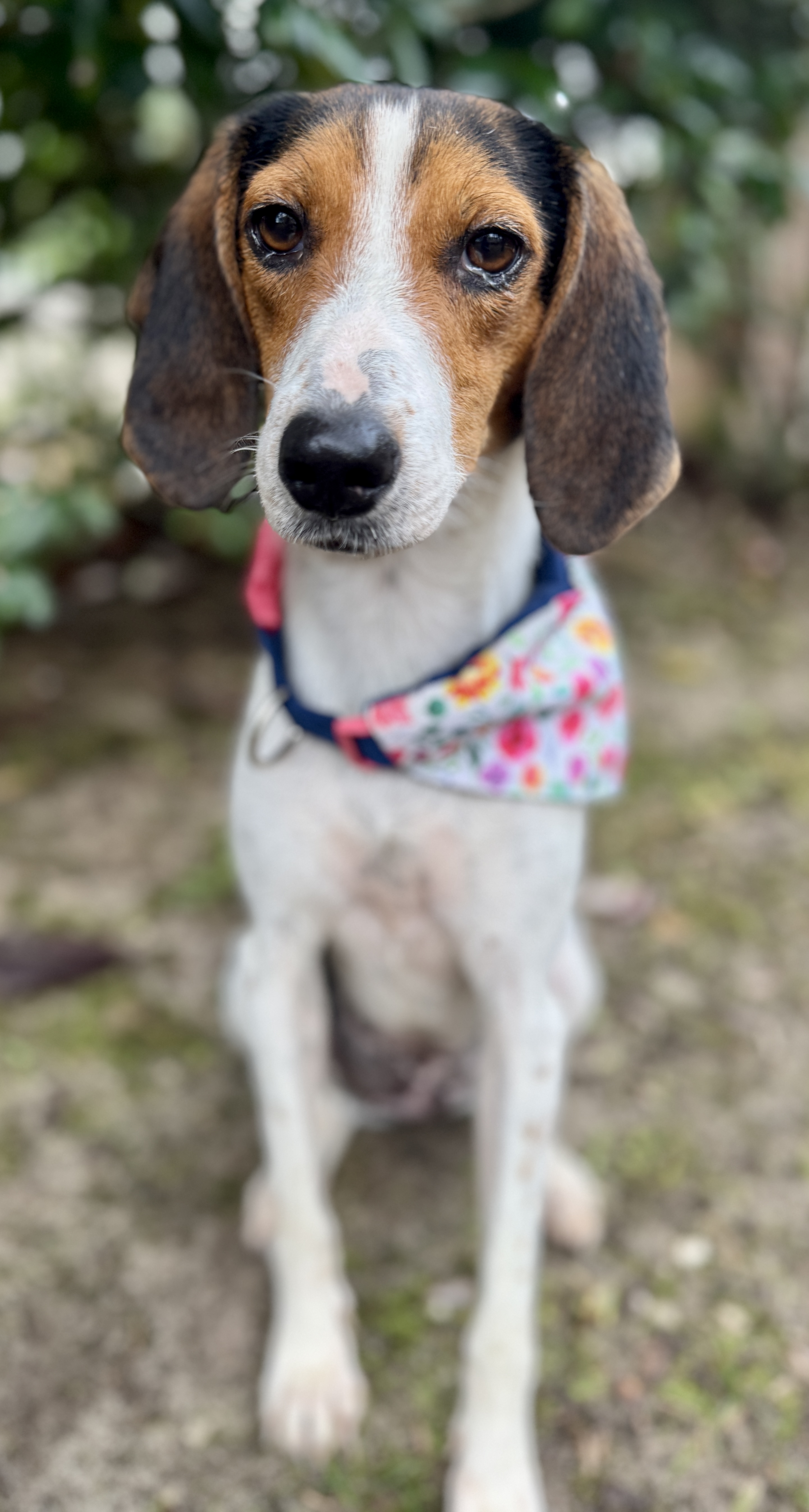 Treeing Walker Ukc Coondog Forum Harry Bawls Coonhound Meet The