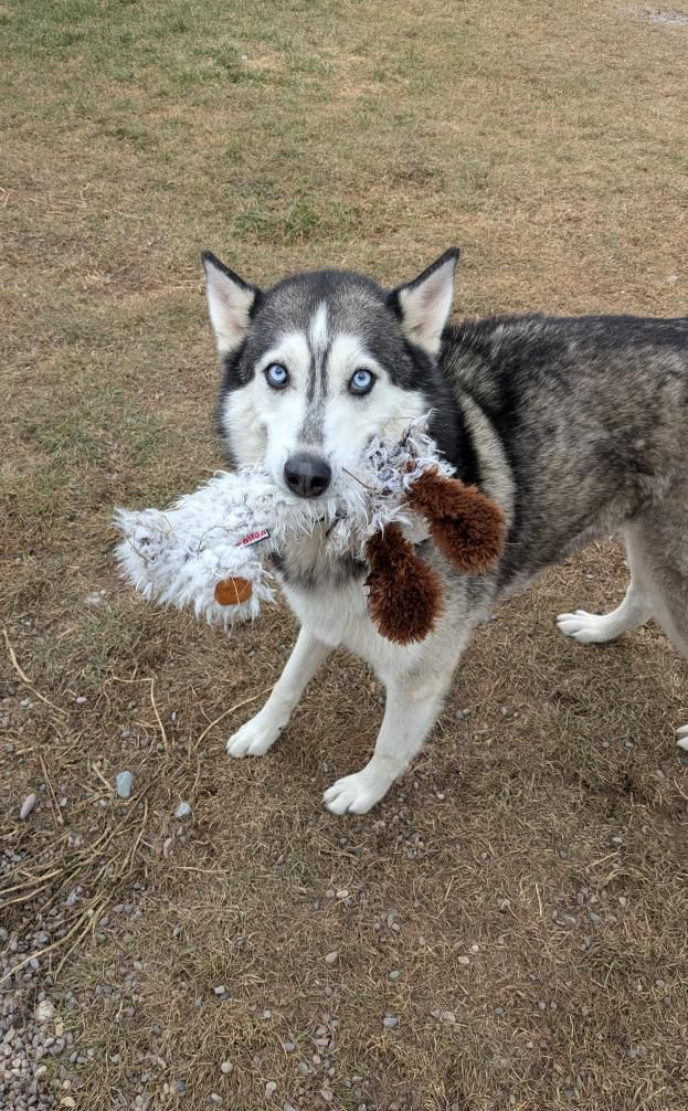 Enlarge Leia, a Adopted Husky in Eureka, MT image 2/2