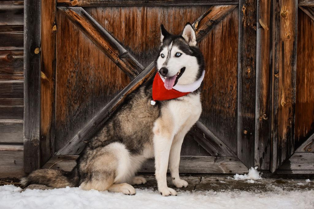 Enlarge Leia, a Adopted Husky in Eureka, MT image 1/2