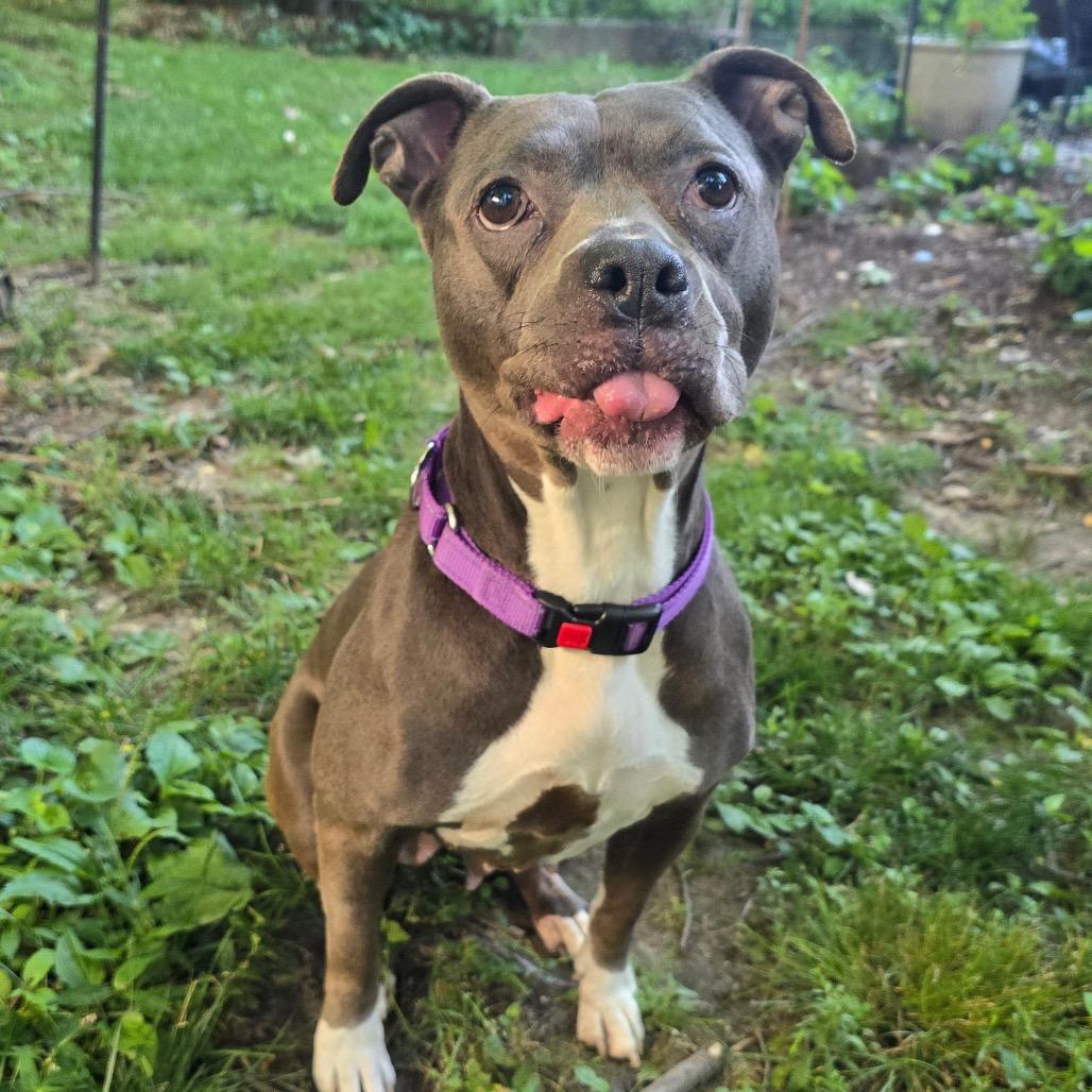 Angie, Adoptable, Adult Female Pit Bull Terrier & Mixed Breed.