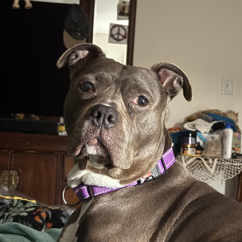 Enlarge Angie, a Adoptable mixed breed in St. Peters, MO image 2/6