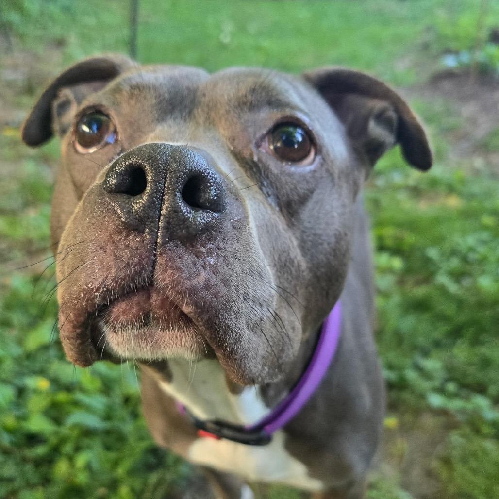 Enlarge Angie, a Adoptable mixed breed in St. Peters, MO image 3/6