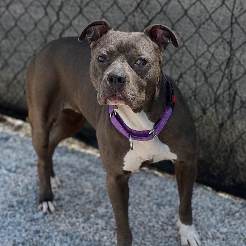 Enlarge Angie, a Adoptable mixed breed in St. Peters, MO image 4/6