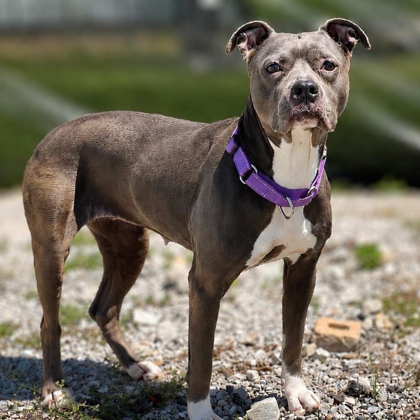Enlarge Angie, a Adoptable mixed breed in St. Peters, MO image 6/6