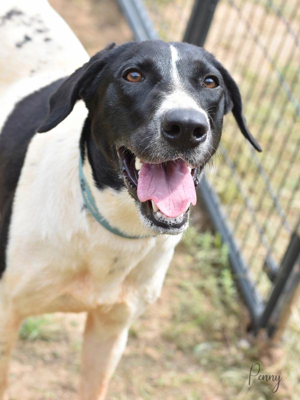 Penny, a Adoptable mixed breed in Albany, NY image 1/5