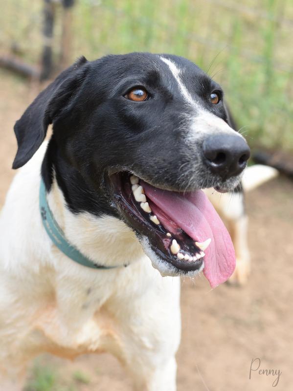 Penny, a Adoptable mixed breed in Albany, NY image 5/5