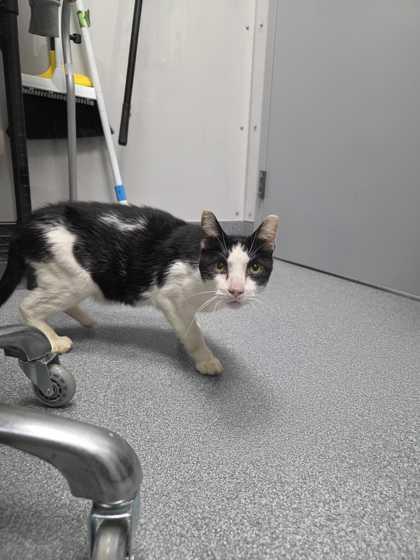 Stoney, Adoptable, Senior Male Domestic Short Hair.