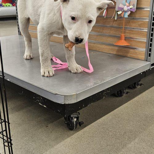 Enlarge Cosmic, a Adoptable mixed breed in Kirksville, MO image 1/4