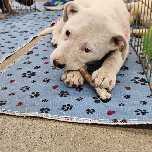 Enlarge Cosmic, a Adoptable mixed breed in Kirksville, MO image 2/4