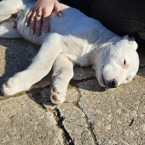 Enlarge Cosmic, a Adoptable mixed breed in Kirksville, MO image 3/4