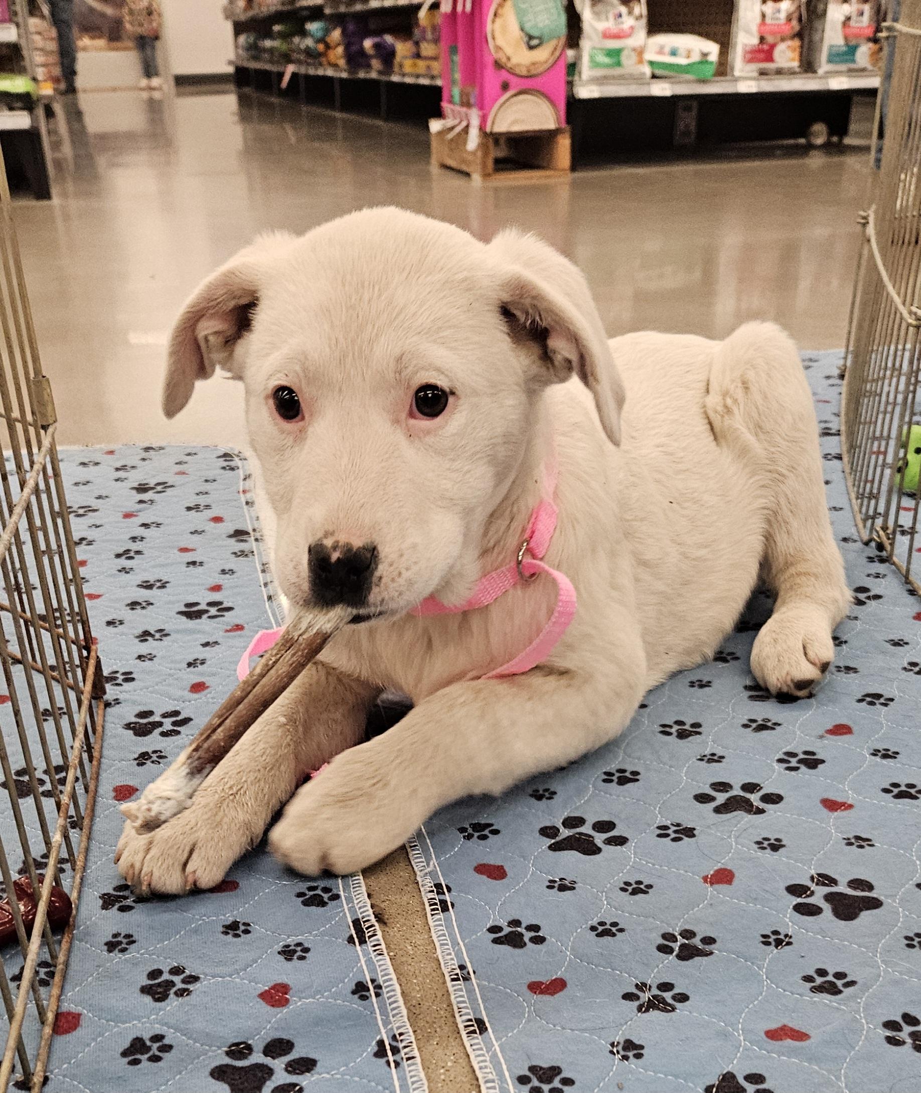 Enlarge Cosmic, a Adoptable mixed breed in Kirksville, MO image 4/4