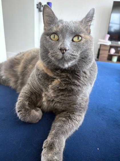 Mama, Adoptable, Adult Female Domestic Short Hair & Domestic Short Hair.