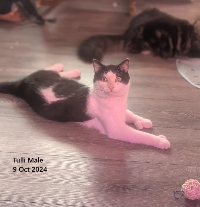 Tulli, Adoptable, Adult Male Domestic Short Hair.
