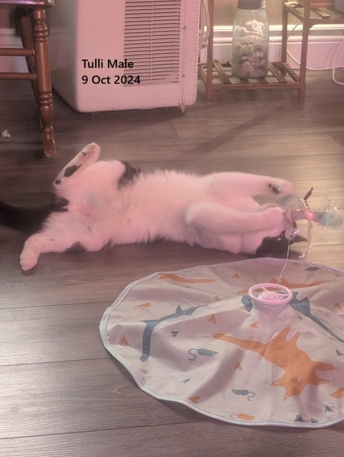 Tulli, a Adoptable Domestic Short Hair in Bristol, QC image 2/3