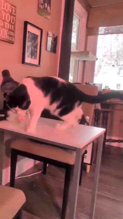 Enlarge Tulli, a Adoptable Domestic Short Hair in Bristol, QC video 3/3