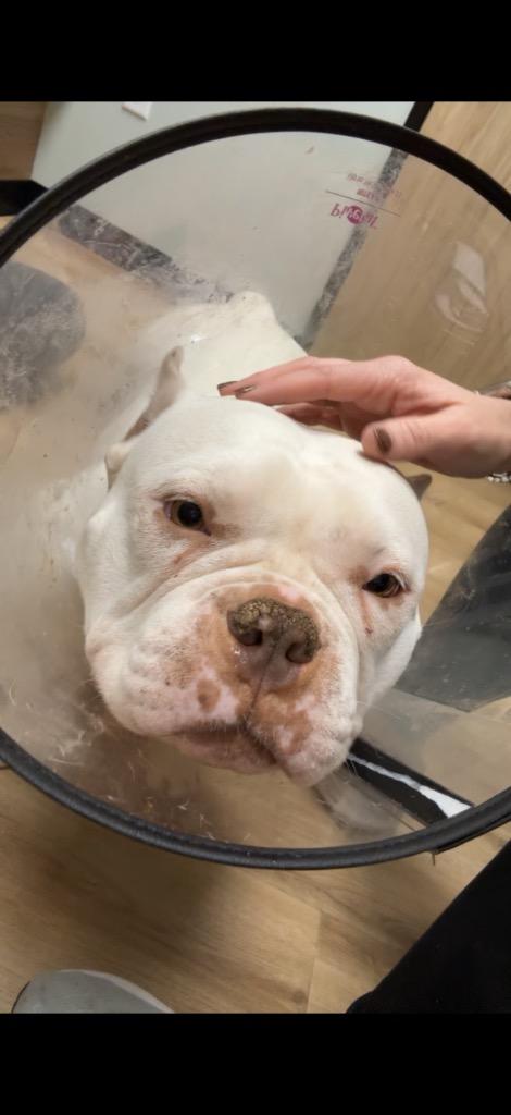 Enlarge Yuki, a Adoptable Staffordshire Bull Terrier in Alvin, TX image 1/4