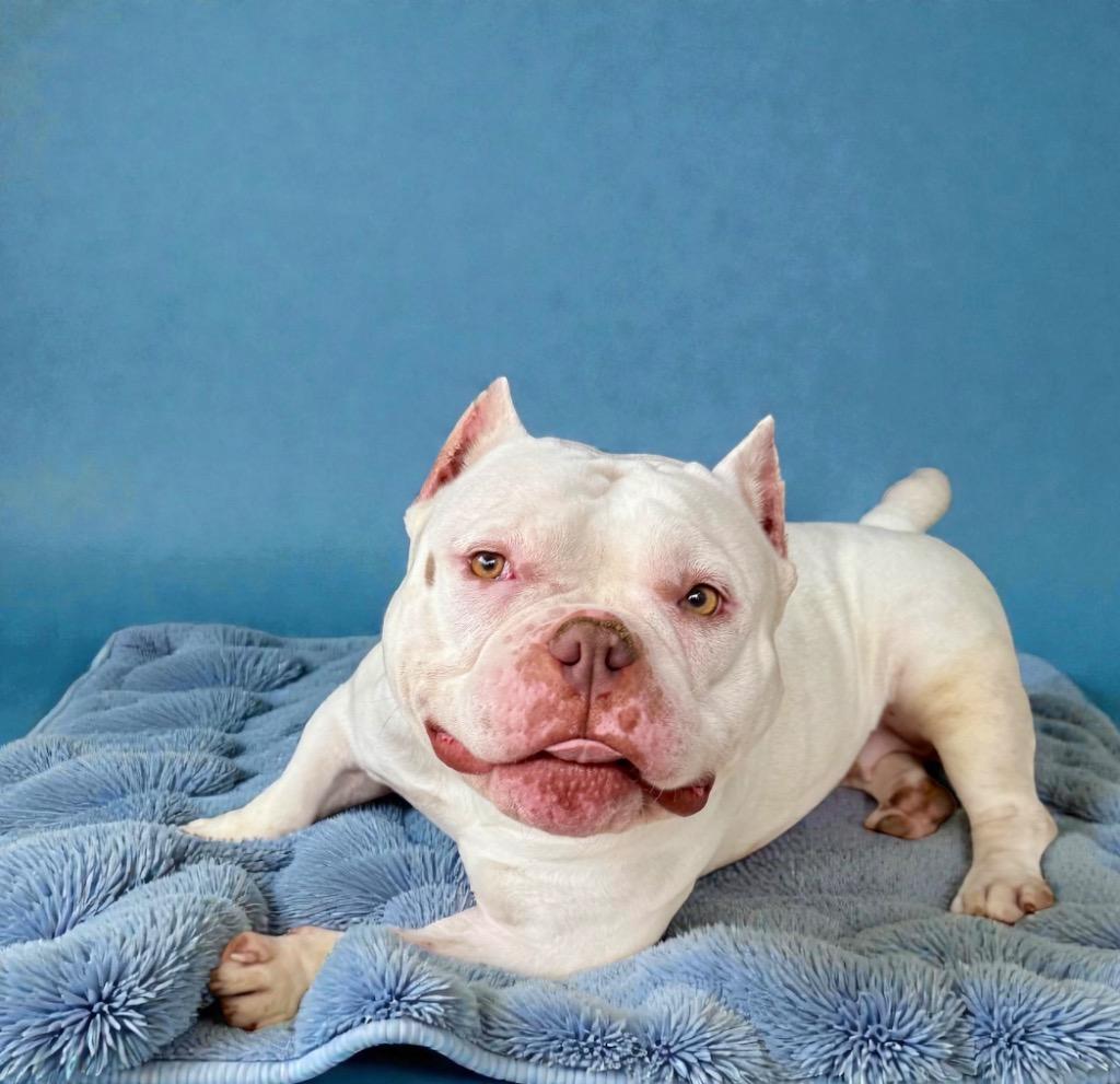 Enlarge Yuki, a Adoptable Staffordshire Bull Terrier in Alvin, TX image 2/4