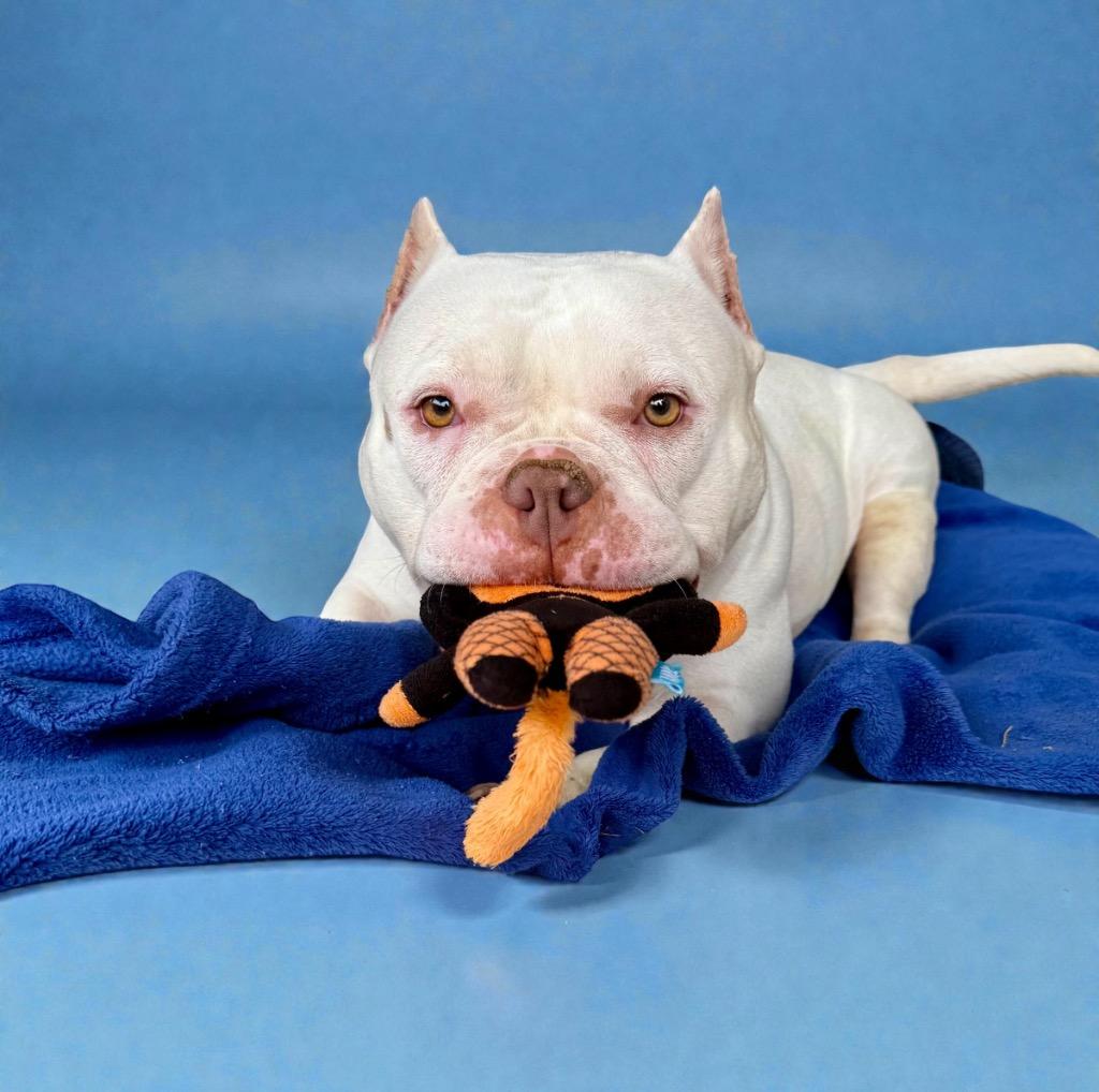 Enlarge Yuki, a Adoptable Staffordshire Bull Terrier in Alvin, TX image 4/4