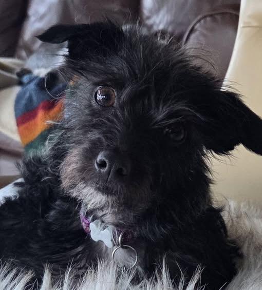 Enlarge Gracie, a ADOPTABLE mixed breed in Fremont, WI image 1/2