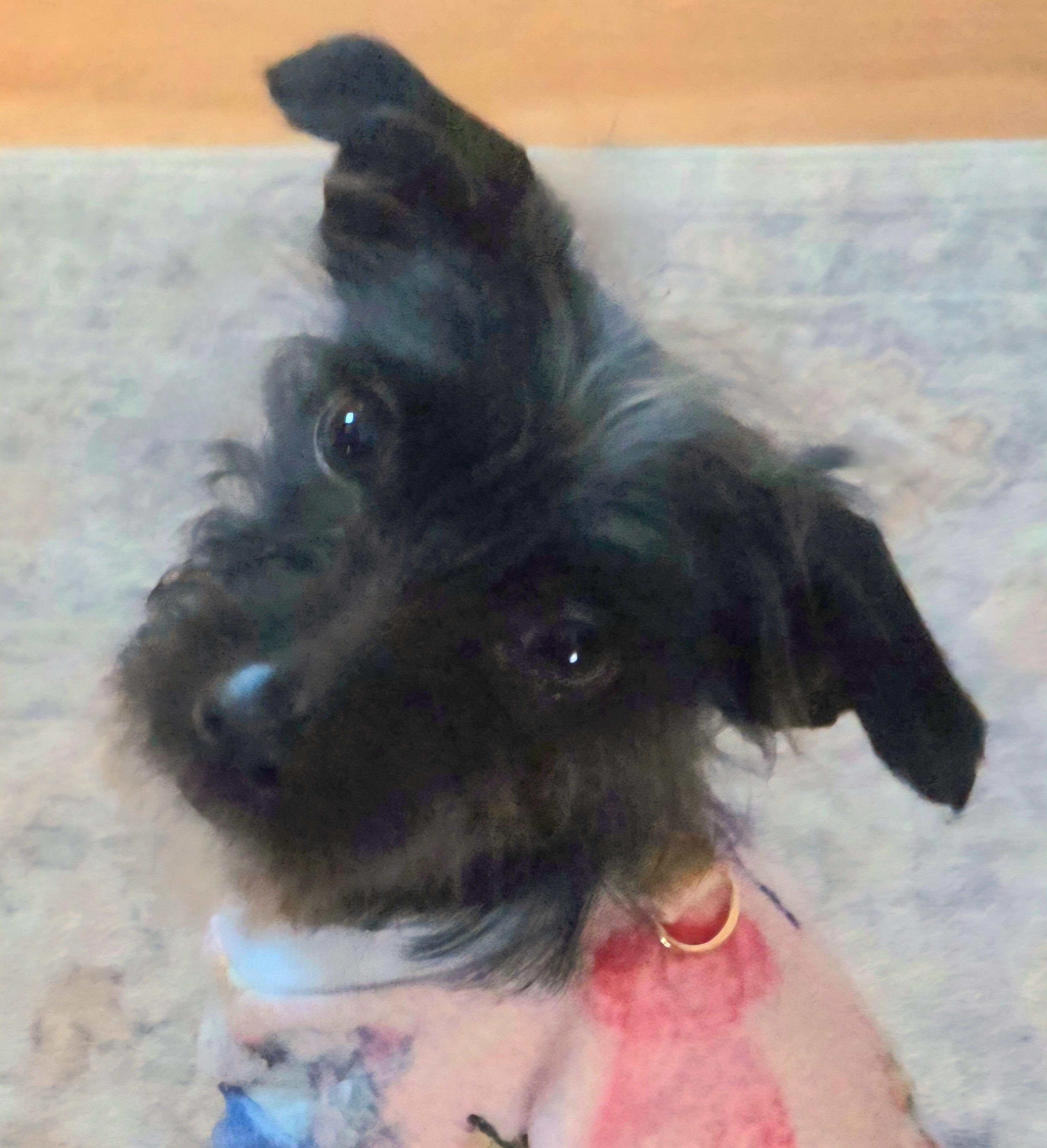 Gracie, ADOPTABLE, Young Female Shih Tzu.