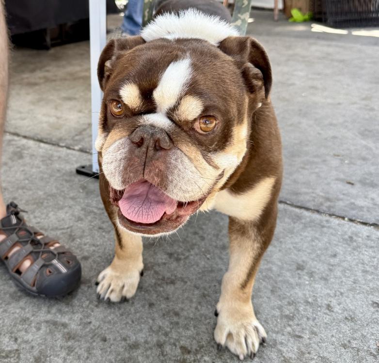 Barry, a Adoptable English Bulldog in West Hollywood, CA image 2/6