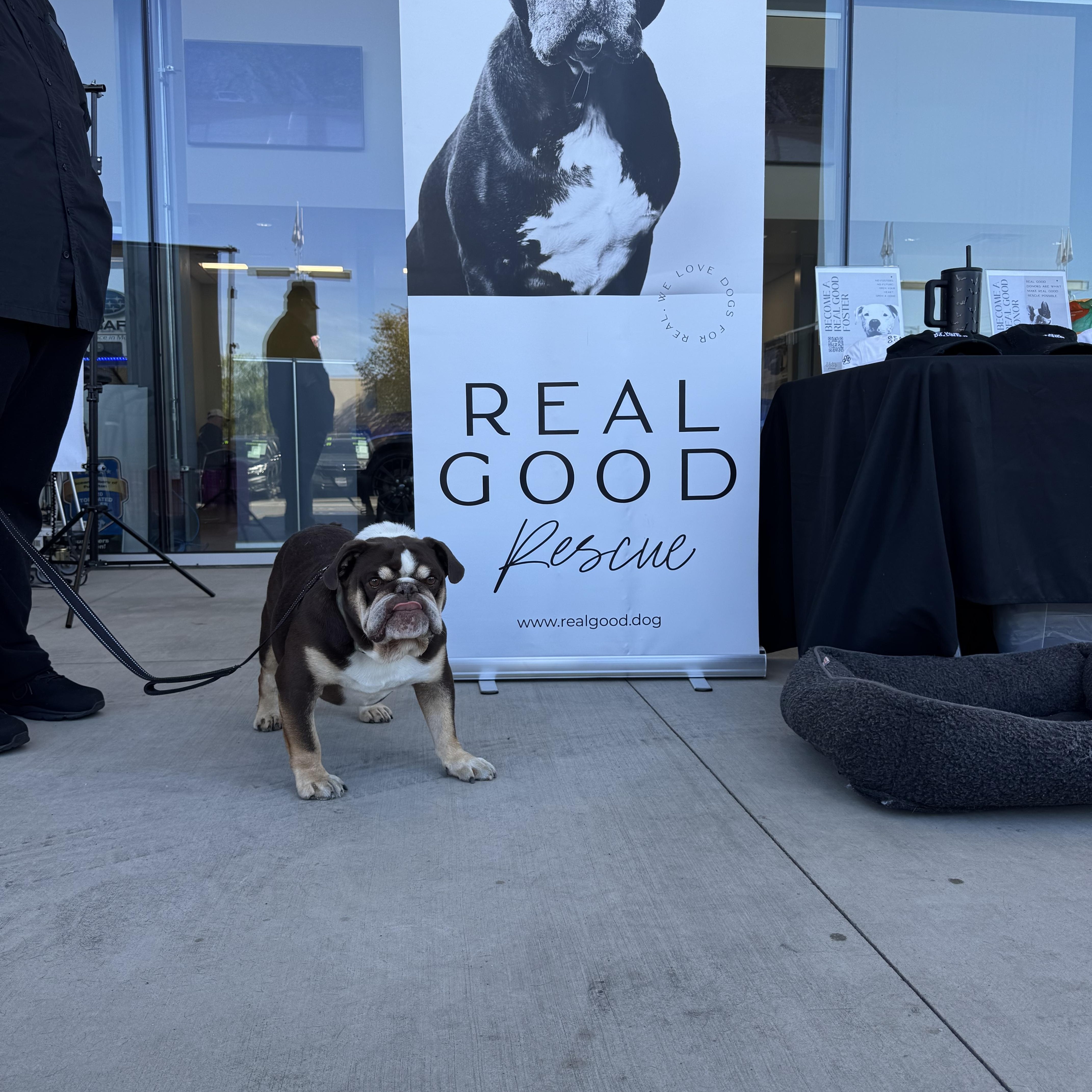 Barry, a Adoptable English Bulldog in West Hollywood, CA image 3/6