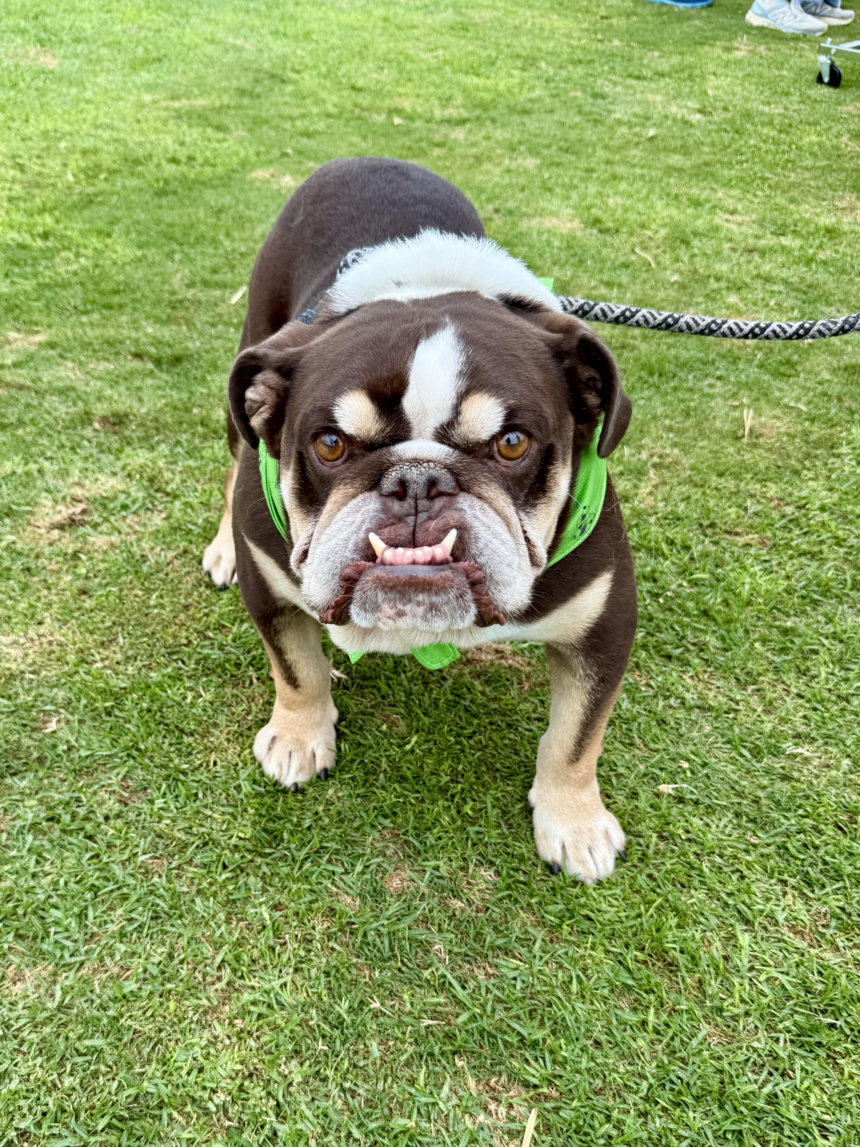 Barry, a Adoptable English Bulldog in West Hollywood, CA image 5/6