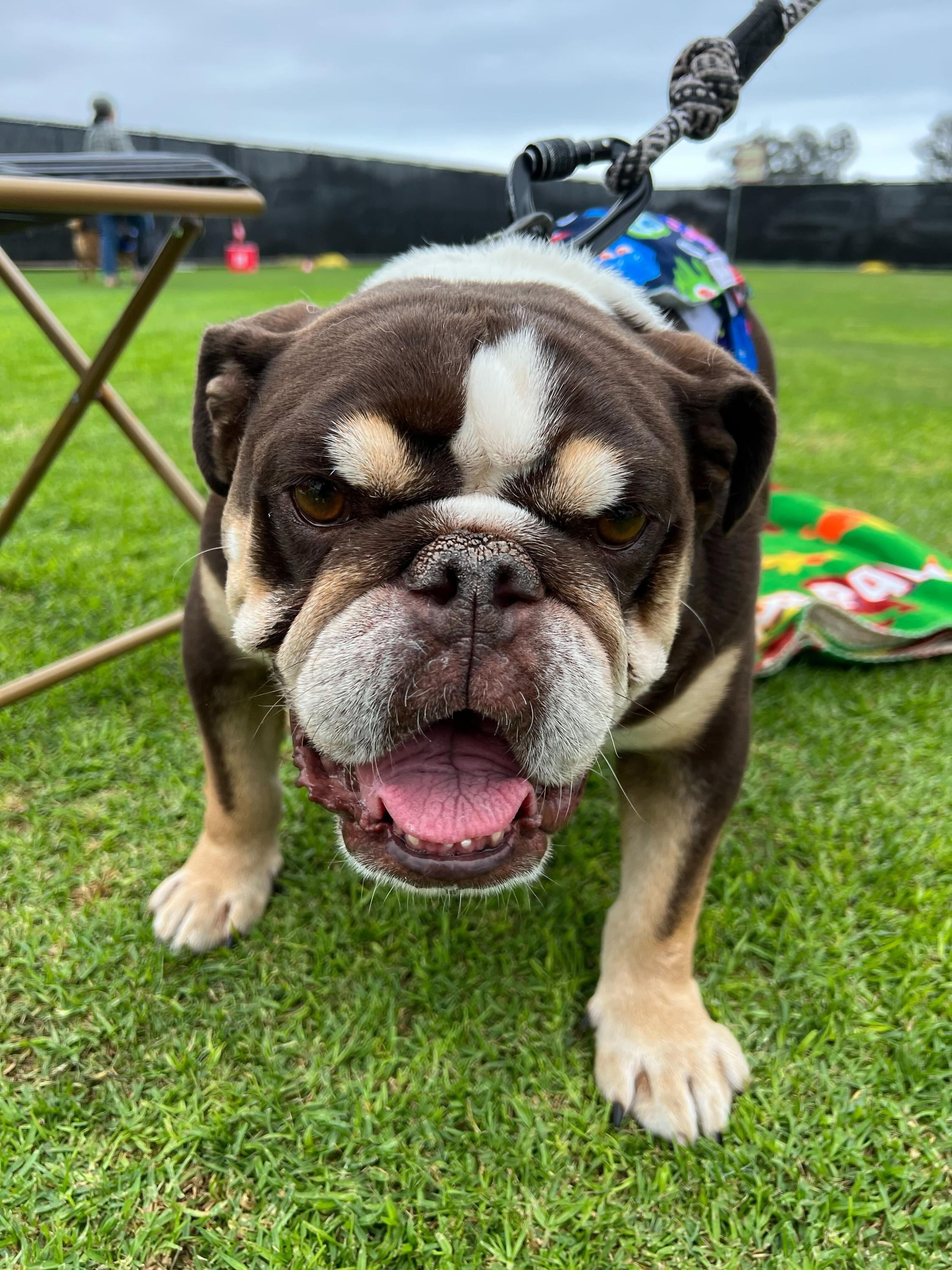 Barry, Adoptable, Senior Male English Bulldog.