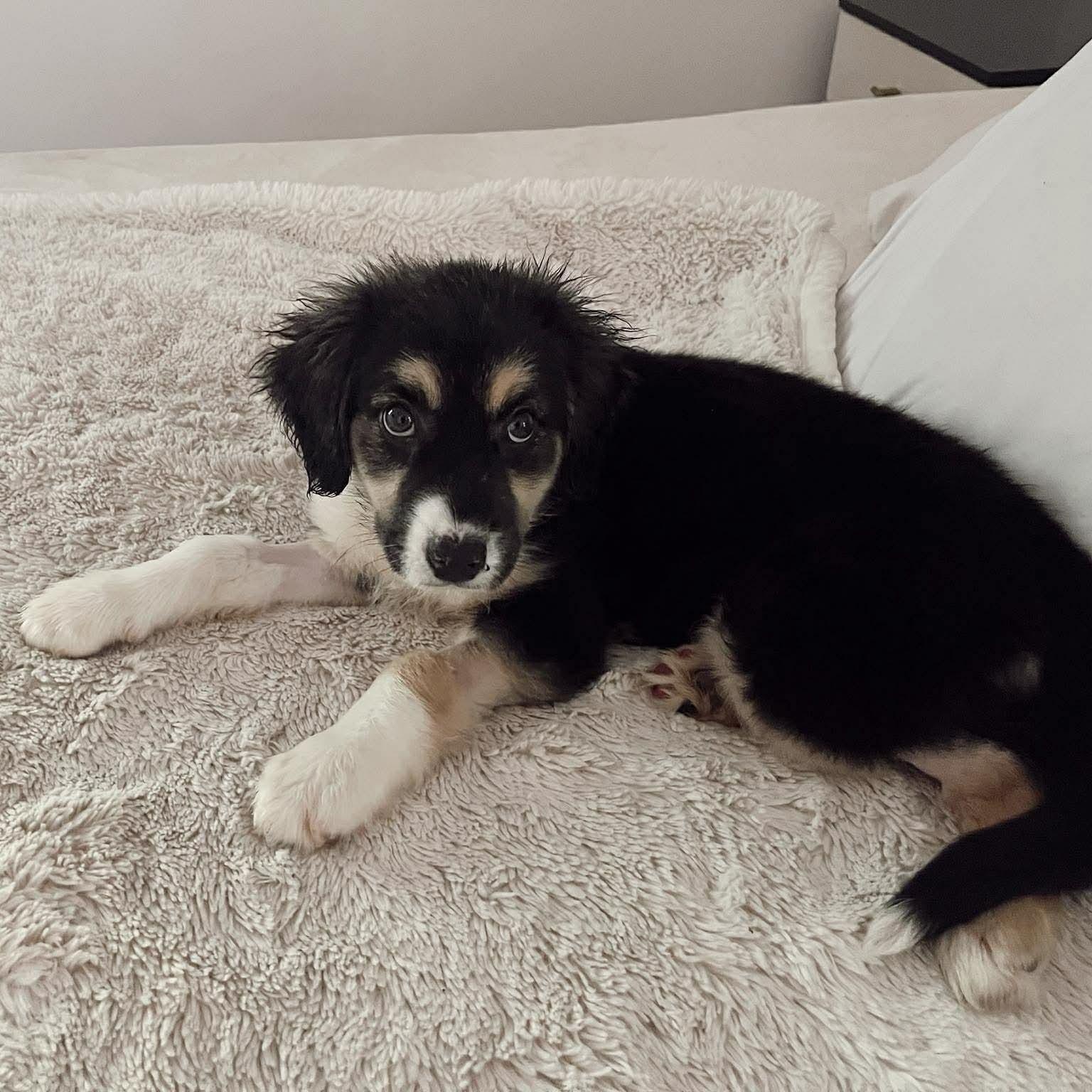 Enlarge Everest, an adopted Mixed Breed in Wando, SC image 4/6