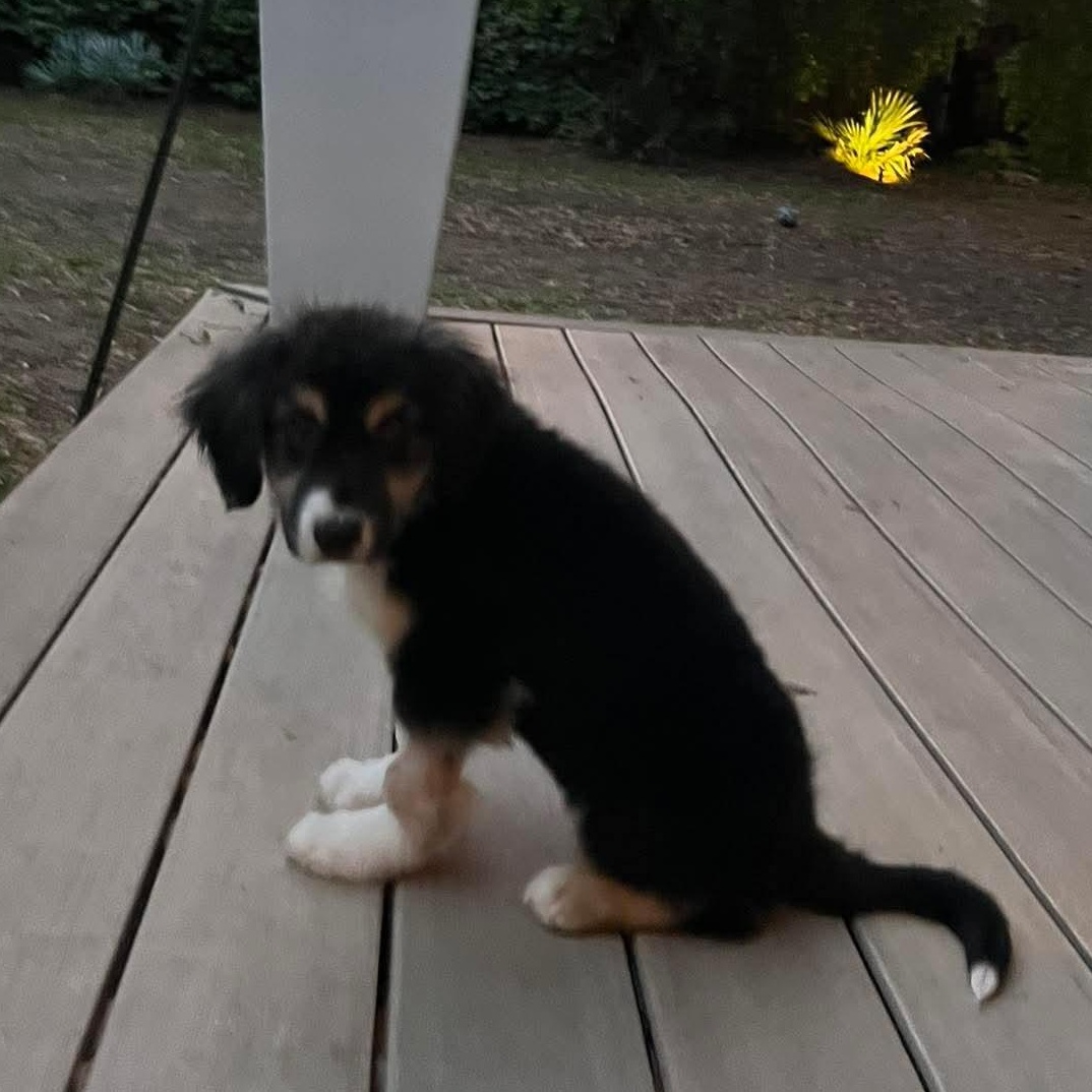 Enlarge Everest, an adopted Mixed Breed in Wando, SC image 5/6