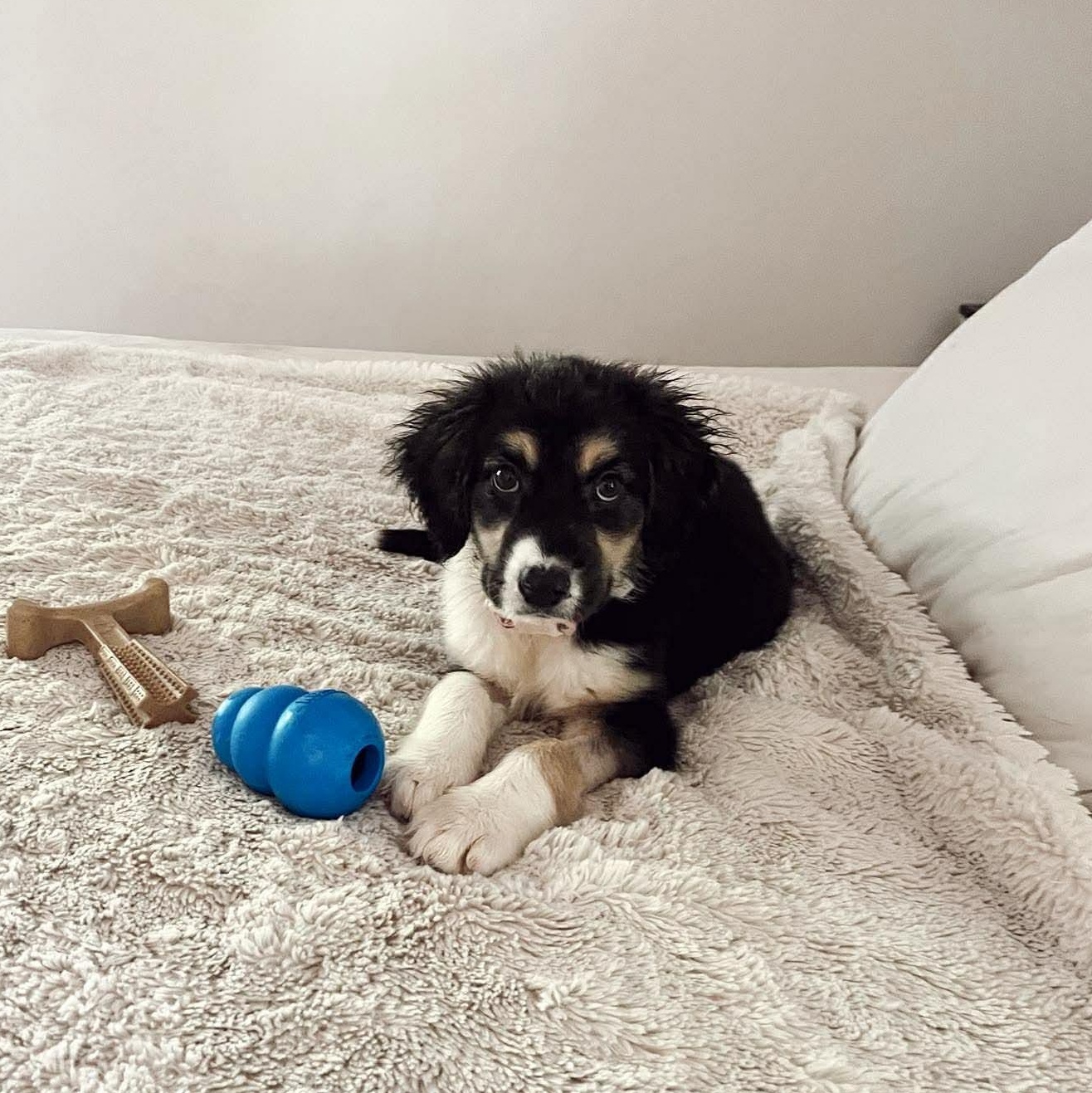 Everest, adopted, Puppy Female Mixed Breed.