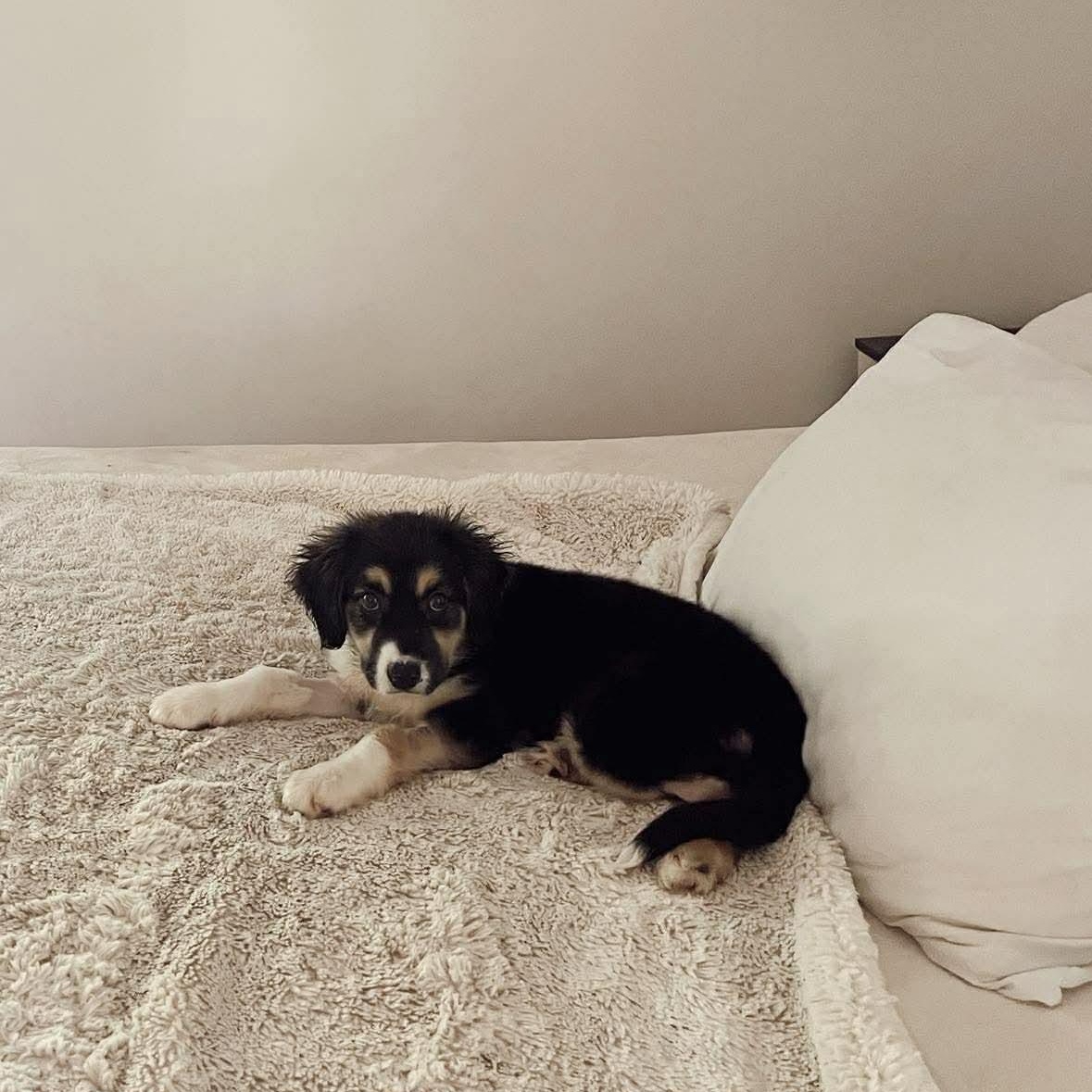 Enlarge Everest, an adopted Mixed Breed in Wando, SC image 3/6