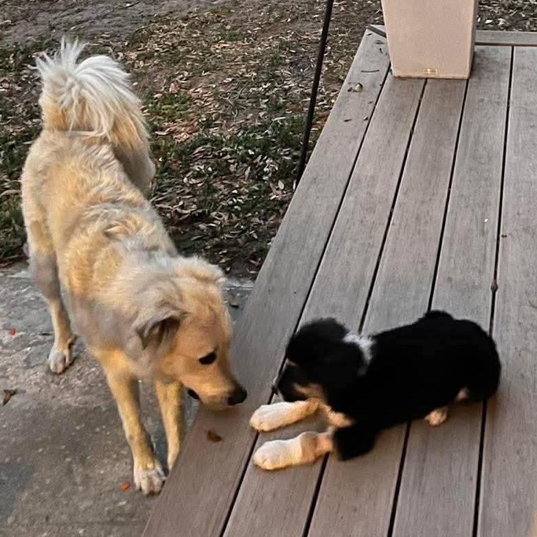 Enlarge Everest, an adopted Mixed Breed in Wando, SC image 2/6