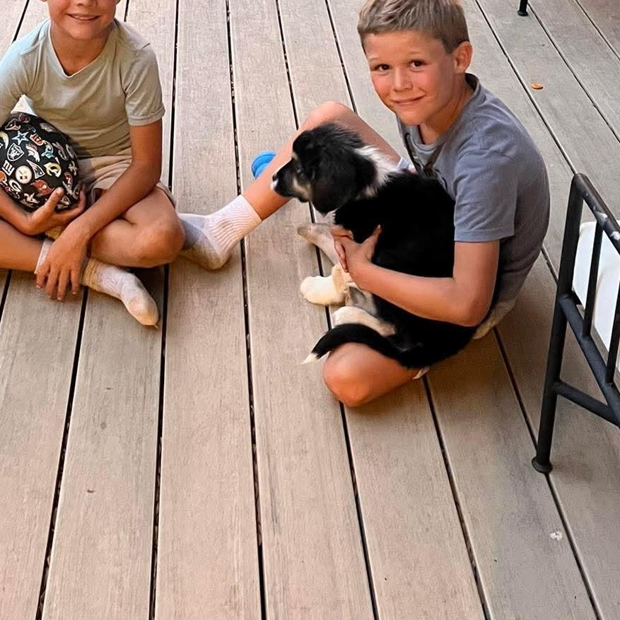 Enlarge Everest, an adopted Mixed Breed in Wando, SC image 6/6