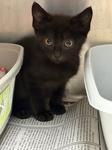 Enlarge Jay, a ADOPTABLE Domestic Short Hair in Heathsville, VA image 1/1