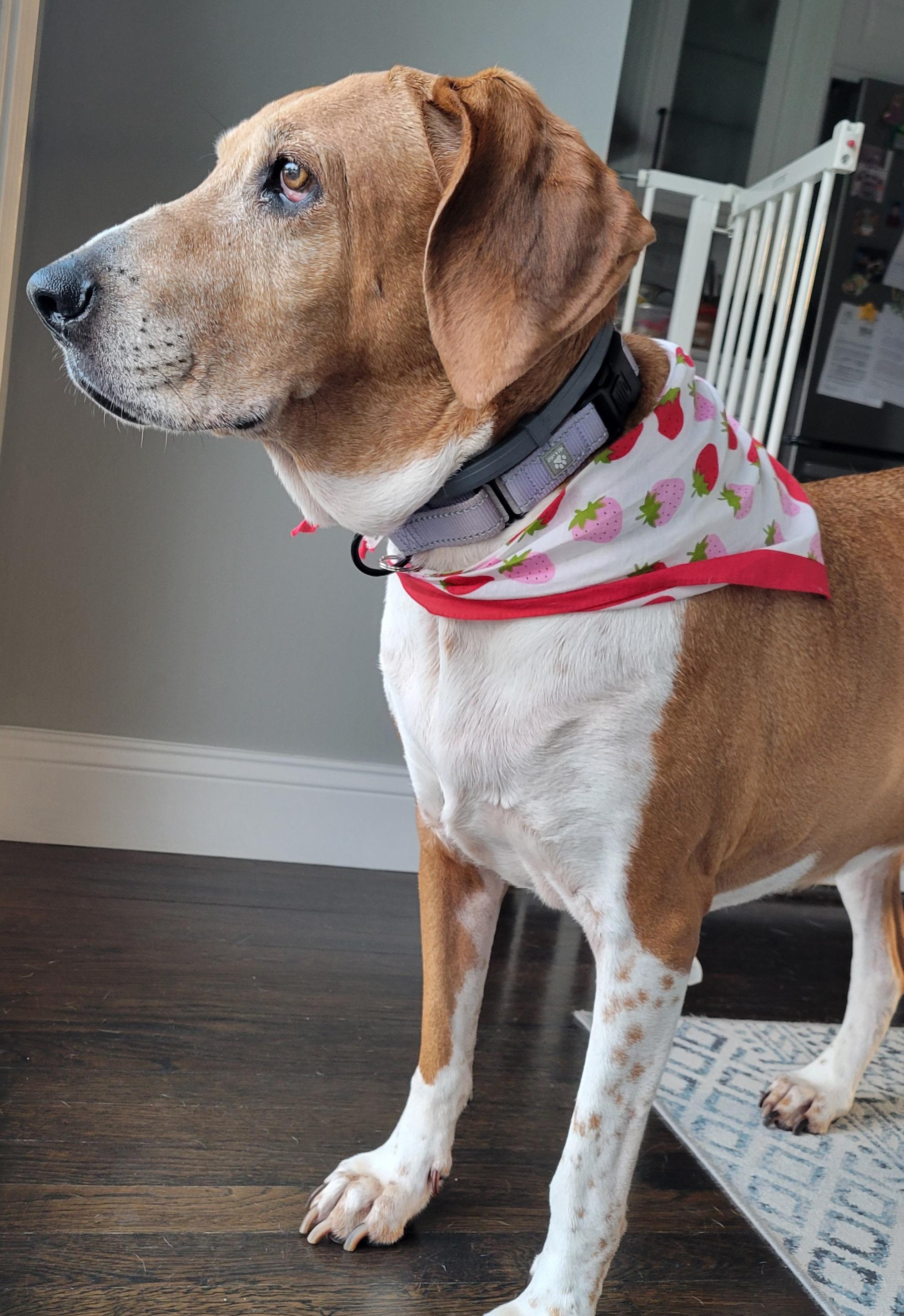 Enlarge Elliemae, a Adoptable mixed breed in Bridgeport, CT image 5/6