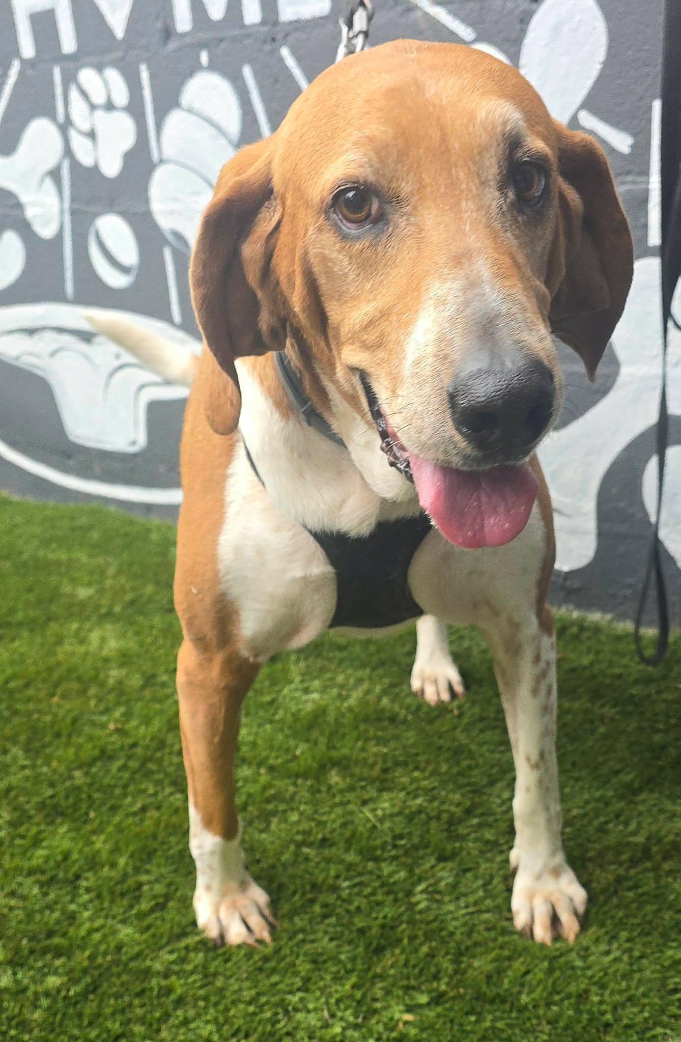 Enlarge Elliemae, a Adoptable mixed breed in Bridgeport, CT image 3/6
