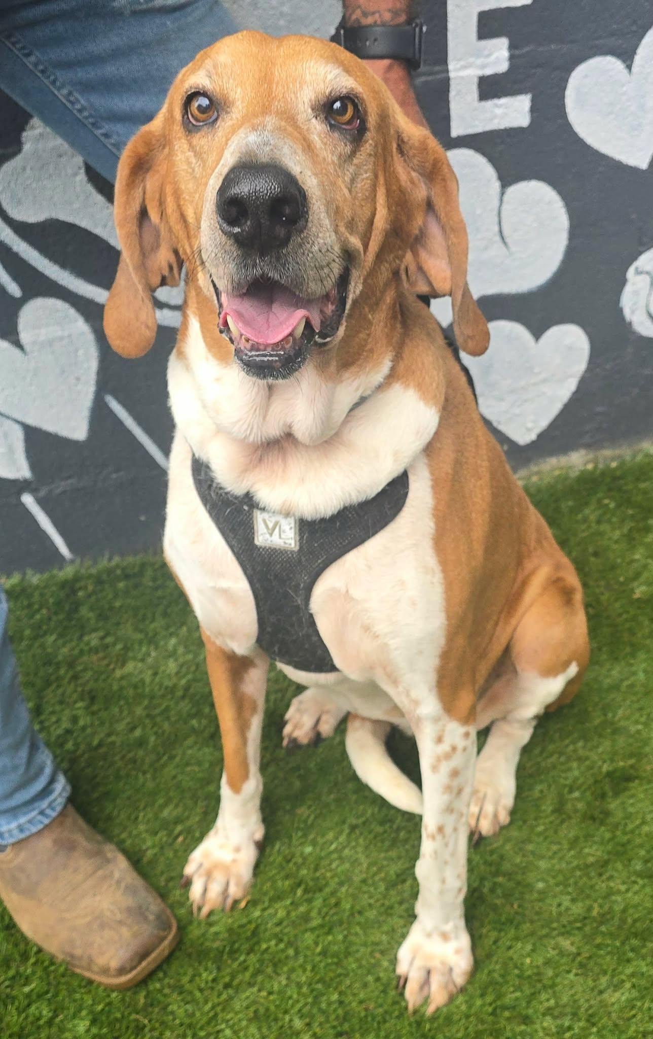 Enlarge Elliemae, a Adoptable mixed breed in Bridgeport, CT image 4/6