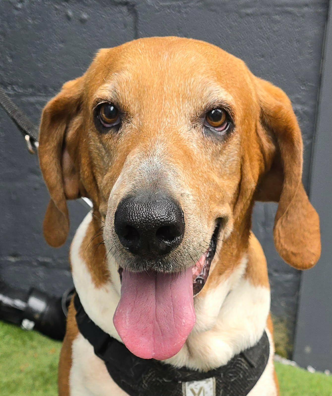 Enlarge Elliemae, a Adoptable mixed breed in Bridgeport, CT image 2/6