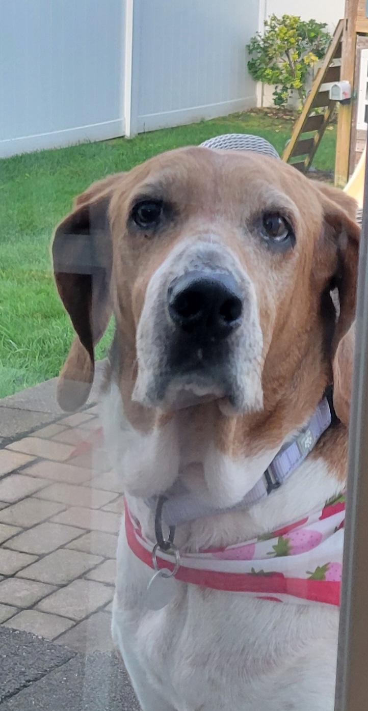Enlarge Elliemae, a Adoptable mixed breed in Bridgeport, CT image 6/6
