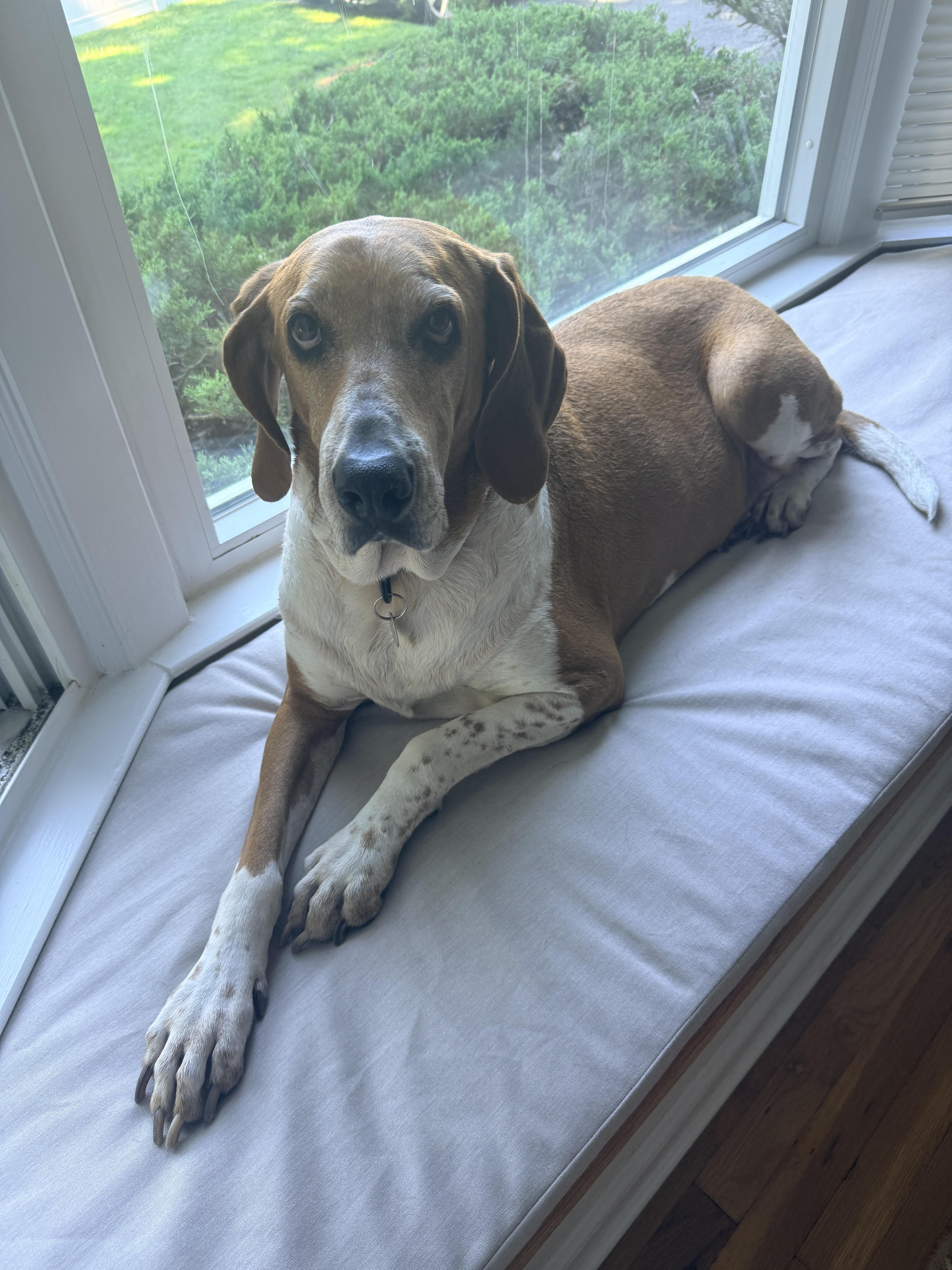 Enlarge Elliemae, a Adoptable mixed breed in Bridgeport, CT image 1/6