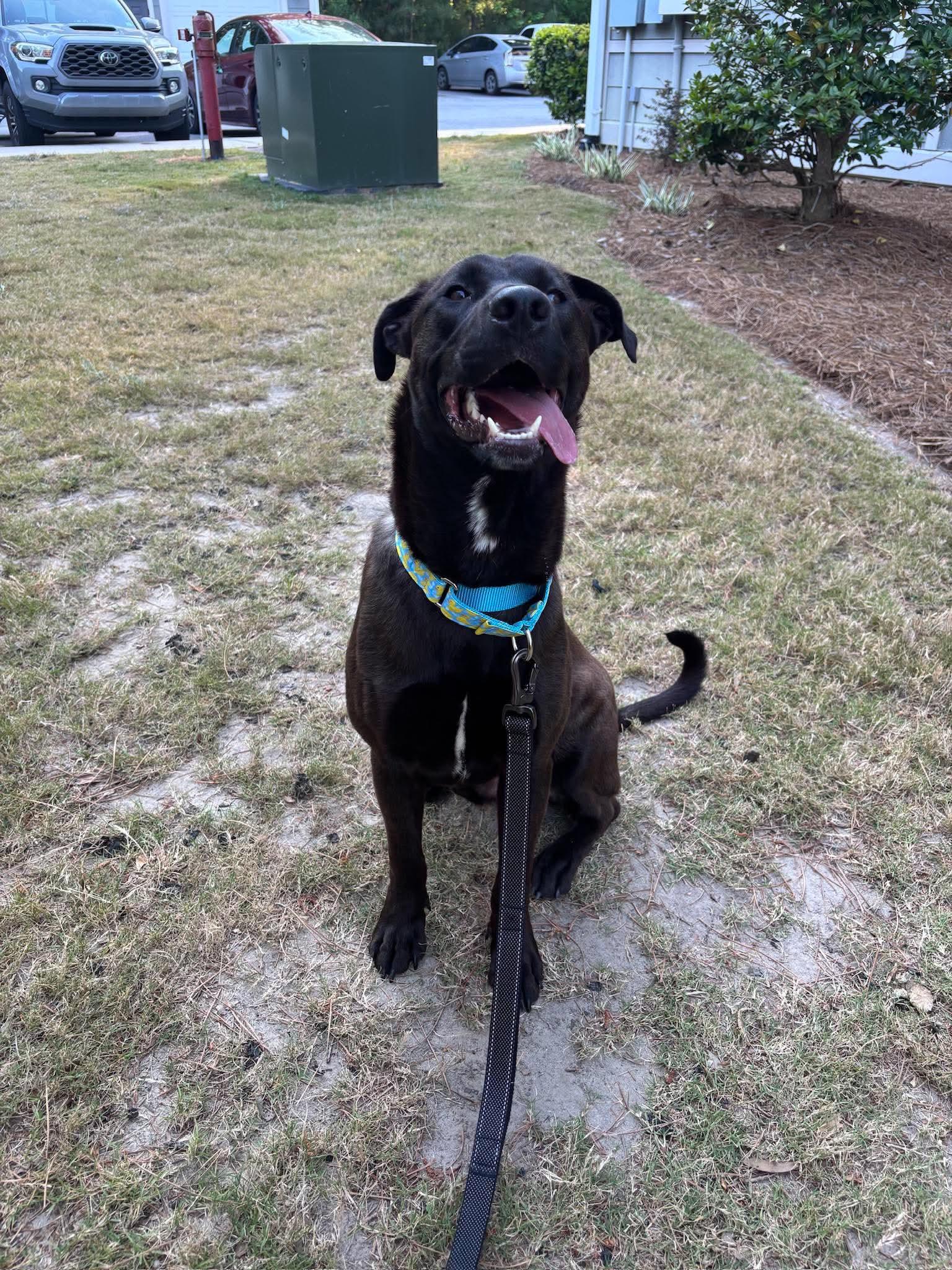 Archie, Adoptable, Adult Male Labrador Retriever.